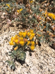 Acmispon argophyllus