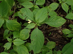 Impatiens parviflora