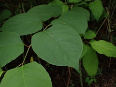 Reynoutria japonica