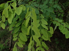 Robinia pseudoacacia