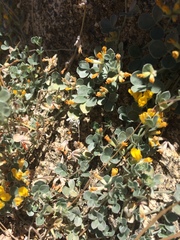 Acmispon argophyllus