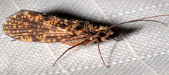 Dolophilodes distinctus