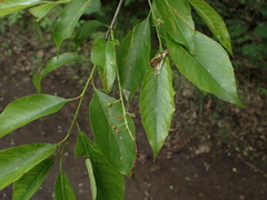 Prunus serotina