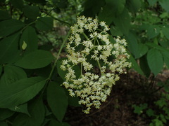 Sambucus nigra