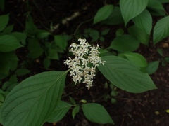 Cornus sanguinea