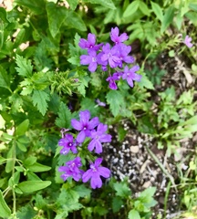 Glandularia maritima
