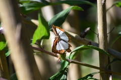 Nymphidium caricae