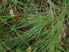 Carex brizoides