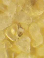 Dolichognatha