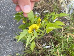 Physalis philadelphica