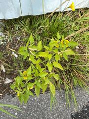Physalis philadelphica