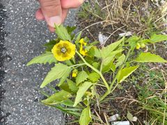 Physalis philadelphica