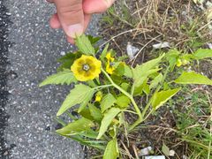 Physalis philadelphica