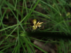 Carex brizoides