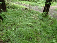 Carex brizoides