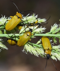 Proctenius granatensis