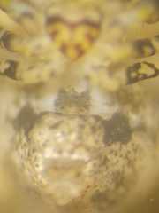 Dolichognatha
