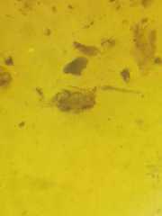 Dolichognatha
