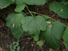 Viburnum opulus