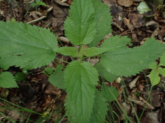 Urtica dioica
