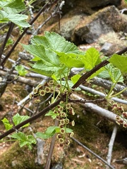 Ribes altissimum