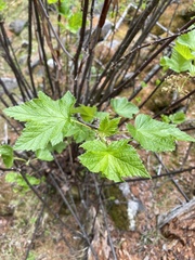 Ribes altissimum