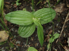 Epipactis helleborine