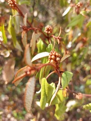 Croton pseudopulchellus