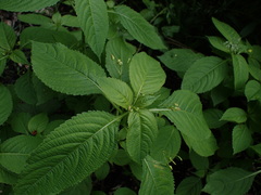 Impatiens parviflora