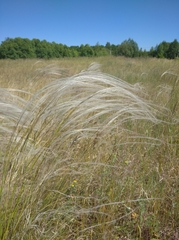 Stipa tirsa