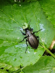 Carabus regalis