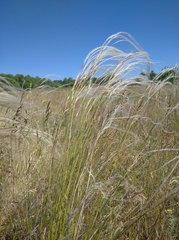 Stipa tirsa
