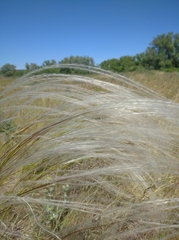 Stipa tirsa