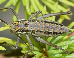 Parasteropleurus martorellii