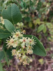 Boscia mossambicensis
