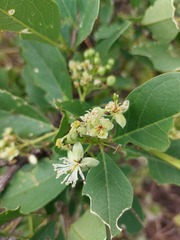 Boscia mossambicensis