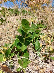Boscia mossambicensis