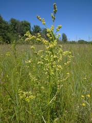 Galium × pomeranicum