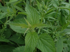 Urtica dioica