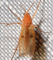 Mycetophila unipunctata