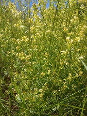 Galium × pomeranicum