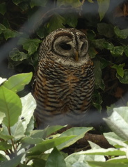 Strix chacoensis