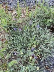 Oxytropis coerulea