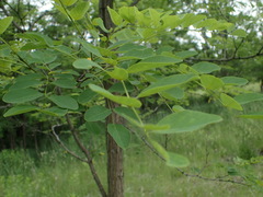 Robinia pseudoacacia