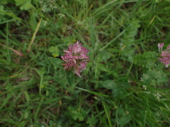 Trifolium pratense