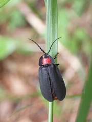 Pyrocoelia formosana