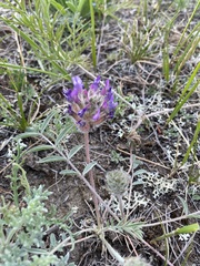 Astragalus laguroides