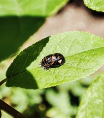 Harmonia axyridis