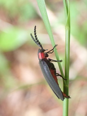Pyrocoelia formosana