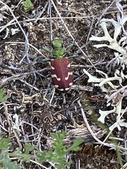 Cicindela coerulea nitida